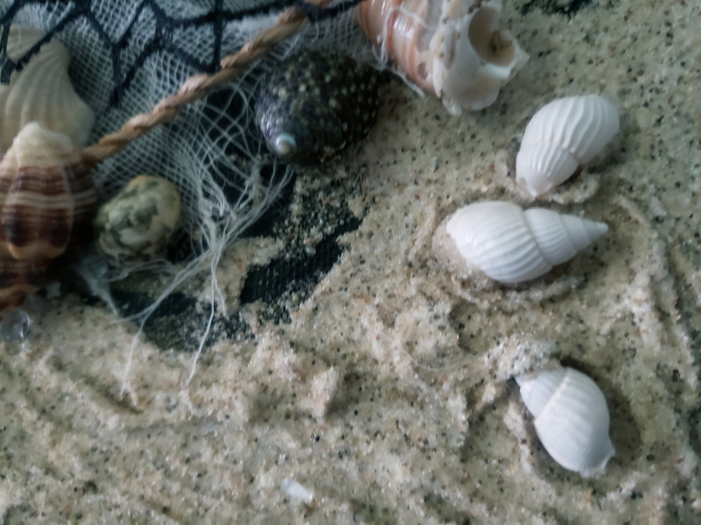Stop & Shell The Beach